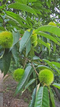 Green Chestnut Growing on a Tree