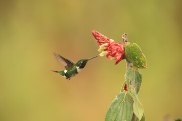The white-bellied woodstar (Chaetocercus mulsant) is a species of hummingbird in tribe Mellisugini of subfamily Trochilinae, the "bee hummingbirds". © feathercollector