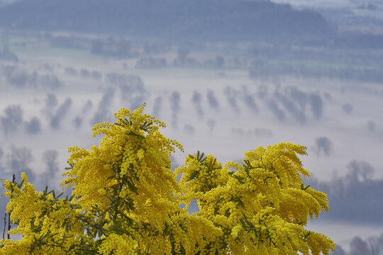 View of vibrant yellow mimosa flowers in the foreground with a soft misty landscape and rows of trees in the background in Gera Lario, Lombardia, Italy.