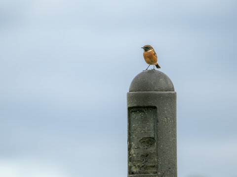 Male European stonechat (Saxicola rubicola) perched on marker post, Halling, Kent, UK.
