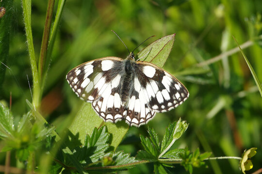Marbled white butterfly (Melanargia galathea) with black and white checkered pattern wings resting on a green leaf in a sunny summer meadow