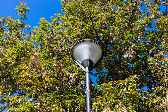 Modern lantern street light post with green tree canopy and clear blue sky