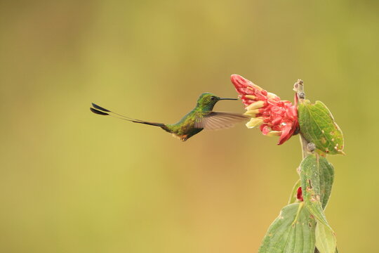 The Peruvian racket-tail (Ocreatus peruanus) is a species of hummingbird in the "brilliants", tribe Heliantheini in subfamily Lesbiinae.