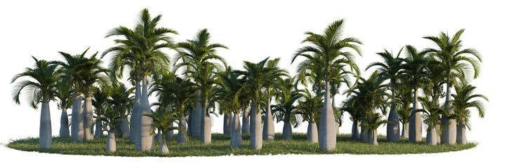 Hyophorbe lagenicaulis tree line, Forest Edge, Backdrop cutout, isolate transparent background, Tropical Palm Grove with Lush Greenery - Perfect for Landscape Design and Exotic Themes © DH Tree Stock
