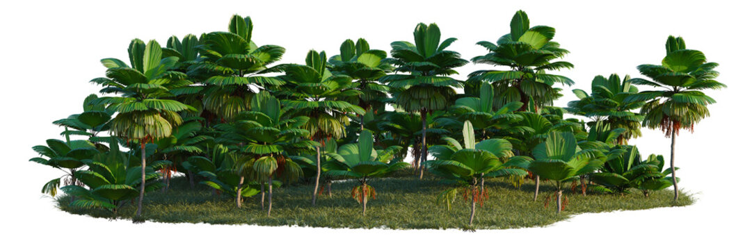 Licuala grandis tree line, Forest Edge, Backdrop cutout, isolate transparent background, Dense tropical banana plants group with lush green foliage - perfect for nature backgrounds and designs.