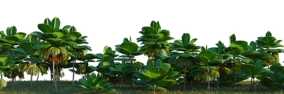 Licuala grandis tree line, Forest Edge, Backdrop cutout, isolate transparent background, Lush tropical banana plantation landscape - vibrant green foliage in a sunny jungle setting