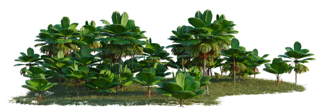 Licuala grandis tree line, Forest Edge, Backdrop cutout, isolate transparent background, Lush tropical banana plants with vibrant green leaves on a grassy patch, perfect for nature themes.