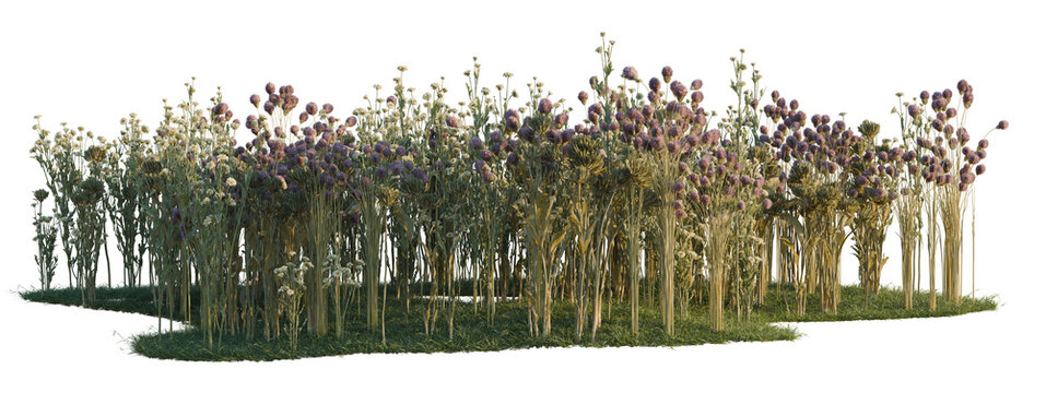 Dendranthema morifolium, Dianthus green and Dipsacus sa tree shrub, plant bush, cutout, isolate transparent background, Dense patch of purple flowers with grassy stems against a dark background