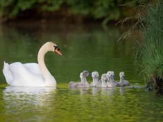 swan on the lake © Filip