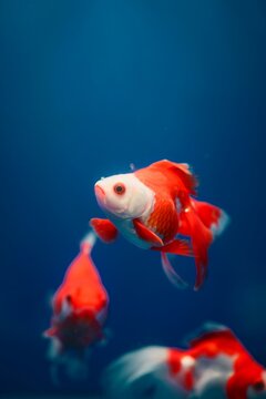 Red and white goldfish swimming underwater against deep blue background.