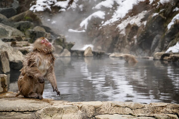 Japanese macaque snow monkey standing by hot spring in winter, Jigokudani, Japan © Valentina
