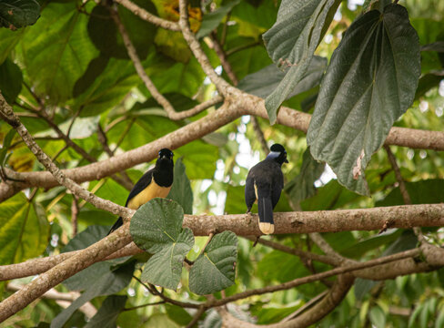 Yellow-rumped caciques perched in lush rainforest tree canopy
