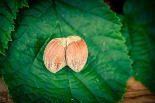 Die Fr&uuml;chte der Haelnuss Corylus avellana 