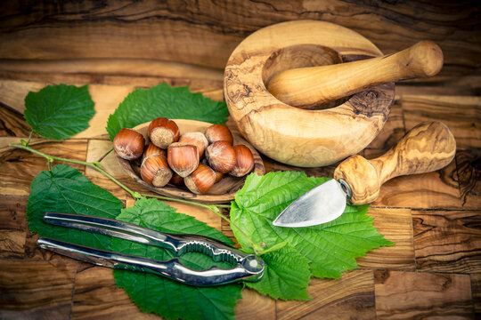 Die Fr&uuml;chte der Haelnuss Corylus avellana 