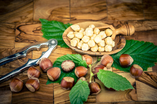 Die Fr&uuml;chte der Haelnuss Corylus avellana 