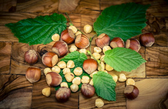 Die Fr&uuml;chte der Haelnuss Corylus avellana 