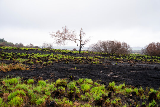 260905 - Purple moor-grass after the High Fens fire. Signal de Botrange. Fresh Molinia caerulea sprouts from charred tussocks on black peat, marking early regeneration after the August 2026 wildfire.