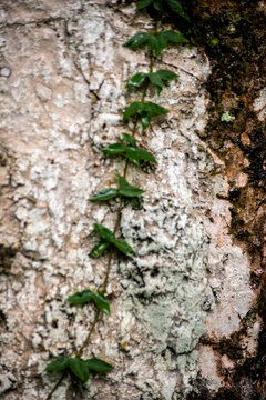 Climbing vine growing on rough textured tree bark in rainforest