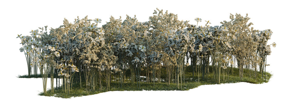 Limonium sinense, Matthiola incana and Myosotis silvati tree shrub, plant bush, cutout, isolate transparent background