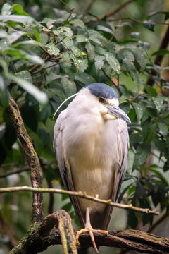 Black crowned night heron perched on tree branch in foliage