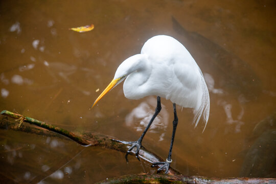 Great egret perched on branch above water looking down