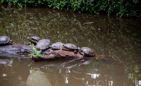 Group of freshwater turtles basking on log in river