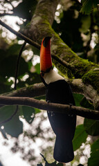 Toco toucan perched on mossy tree branch in rainforest canopy © TC2412