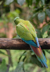 Red-bellied macaw perched on wooden stick holding food © TC2412