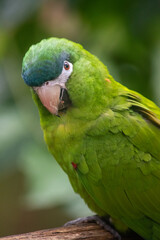 Chestnut-fronted macaw close up portrait perched on wood © TC2412