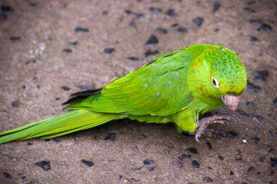 Plain parakeet standing on stony ground outdoors