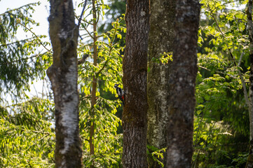 Obraz premium A woodpecker sits on a tree trunk at the nesting site