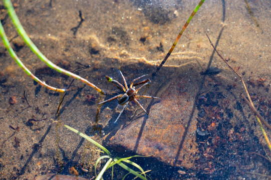 A spider walking on the water of a lake