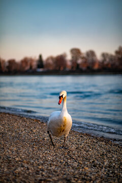View of a white swan walking along the pebbled riverbank of the Rhine with soft evening light in Mannheim, Baden-Wurttemberg, Germany.