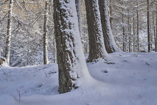 View of snow-covered tree trunks in a winter forest in Valchiavenna, Madesimo, Lombardy, Italy.