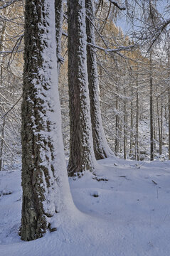 View of snow-covered pine trees in a winter forest in Valchiavenna, Madesimo, Lombardy, Italy.
