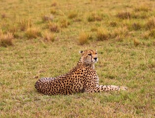 Cheetah resting in grass observing savanna landscape © Michael
