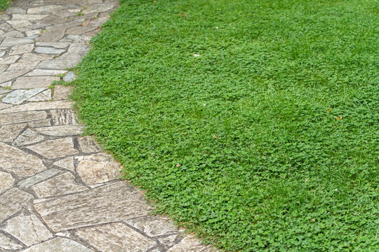 A dense green clover and grass lawn meets a flagstone paved pathway in this close-up diagonal composition of textures.