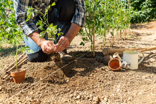 Close-up of farmer's hands planting tomato seedling in soil in organic field. Garden work in spring. Traditional agriculture.