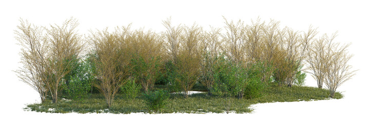 Lindera benzoin tree line, Forest Edge, Backdrop cutout, isolate transparent background, Dense row...