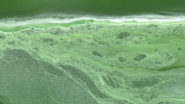 Drone view reveals dense green wastewater and surface accumulation from industrial activity, conveying pollution awareness, environmental responsibility and modern wastewater management.
