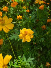 Fototapeta premium Golden-Wave flower on nature background