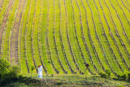 View of a lush green vineyard with rows of vines and a small white wayside shrine in the foreground in Brno, South Moravian Region, Czechia.