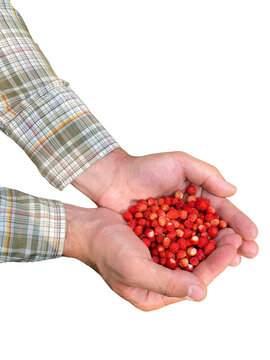 Ripe red strawberries piled in a man's hand, fresh, sweet berries perfect for a healthy diet. Organic produce. Cut out background, strawberry PNG
