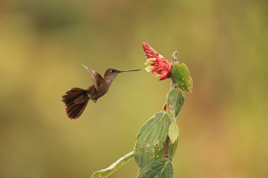 The bronzy inca (Coeligena coeligena obscura) is a species of hummingbird in the "brilliants", tribe Heliantheini in subfamily Lesbiinae. This photo was taken in North Peru.