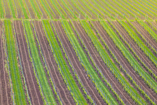 View of vineyard rows with lush green vines and dark soil in the agricultural landscape of Brno, South Moravian Region, Czechia.