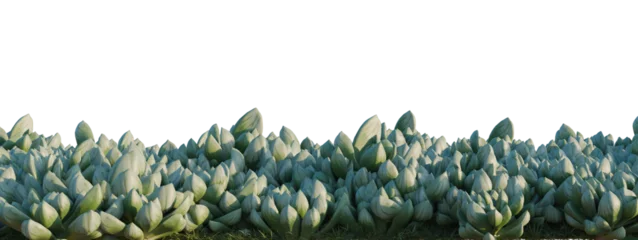 Fotobehang Badkamer Haworthia cymbiformis tree shrub, plant bush, cutout, isolate transparent background, Stylized Lotus Flowers Landscape - Lush Greenery with Gentle Light, Artistic Digital Rendering  © Peter Hai
