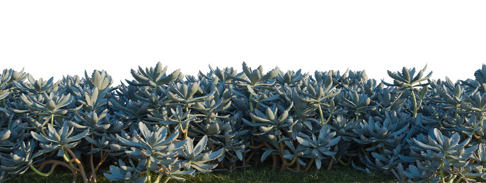 Kalanchoe tomentosa tree shrub, plant bush, cutout, isolate transparent background, Dense ground cover of Kalanchoe pinnata, commonly known as bryophyllum or life plant.