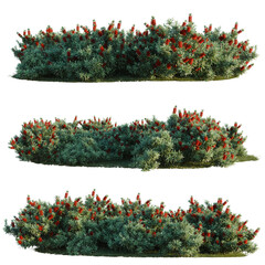 Callistemon citrinus Little John tree line, Forest Edge, Backdrop cutout, isolate transparent...