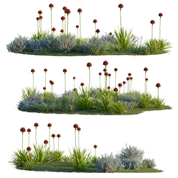 Dianella caerulea, Doryanthes excelsa and Eremophila gl tree line, Forest Edge, Backdrop cutout, isolate transparent background