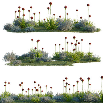 Dianella caerulea, Doryanthes excelsa and Eremophila gl tree line, Forest Edge, Backdrop cutout, isolate transparent background